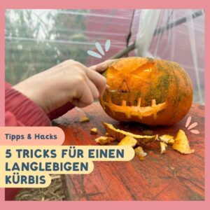 5 Geheimtipps für den Kürbis