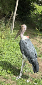 Zoo in Neuwied