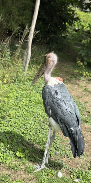 Zoo in Neuwied