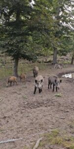Waldspielplatz und Wildgehege Raunheim