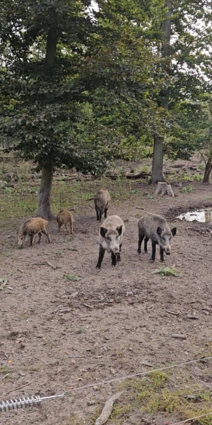 Waldspielplatz und Wildgehege Raunheim