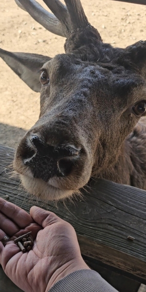 Wild- und Freizeitpark Daun