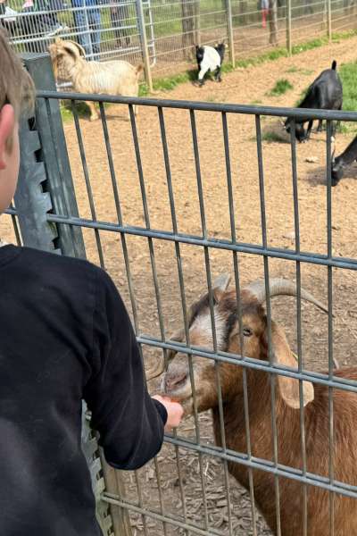 Tierpark Klosterwald in Lich