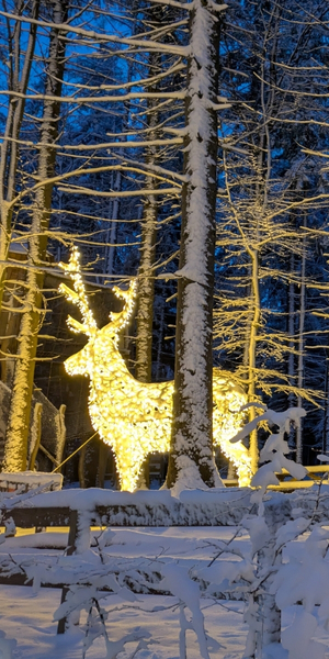 Lichterzauber am Baumwipfelpfad