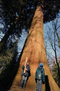 Mammutbäume in Oberursel