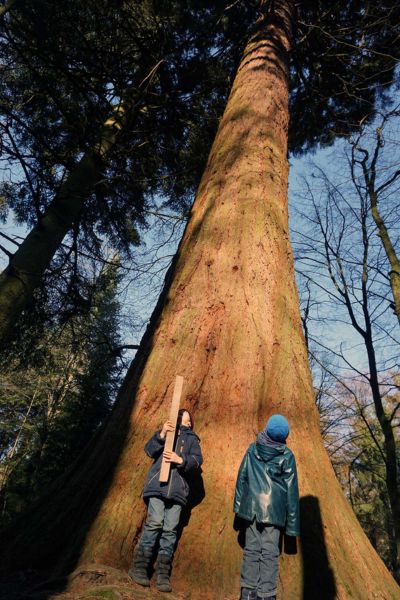 Mammutbäume in Oberursel