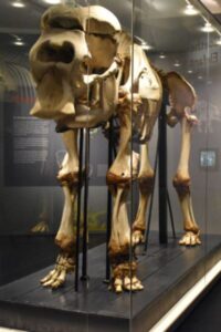 Naturkundemuseum Ottoneum Kassel