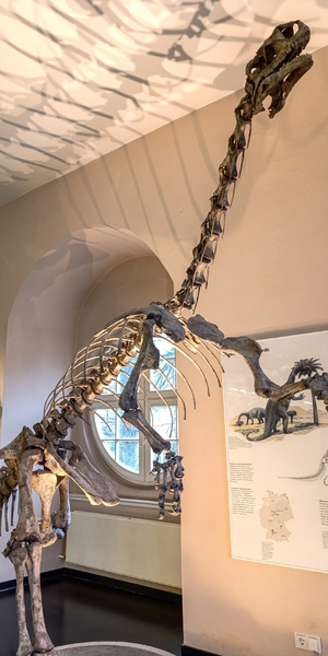 Naturkundemuseum Kassel