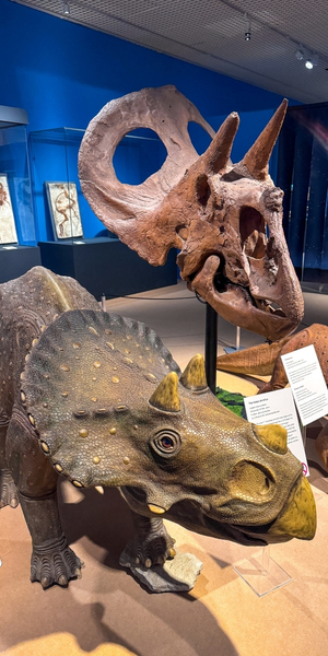 Saurier–Ausstellung im REM Museum
