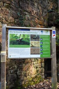 Schlucht der Salamander Klingenberg a.M.