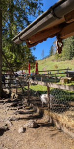 Schopper Alm in Kiefersfelden