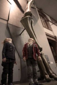 Senckenberg Museum in Frankfurt