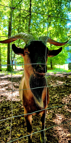 Wildpark Tannenbühl