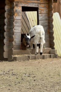 Tierpark in Hattersheim