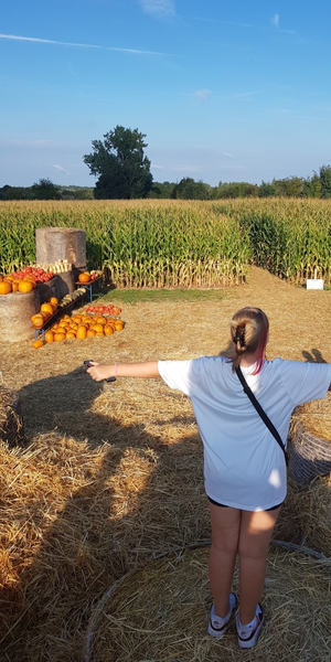 Maislabyrinth von Beeren-Knecht in Dreieich