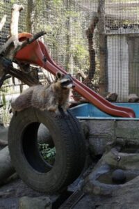 Waldzoo in Offenbach