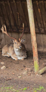 Wildpark Meßstetten