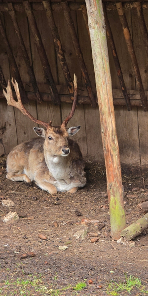 Wildpark Meßstetten