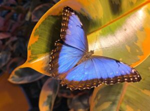 Allgäuer Schmetterlingswelt in Pfronten