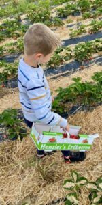 Erdbeeren selber Pflücken Rammerthof