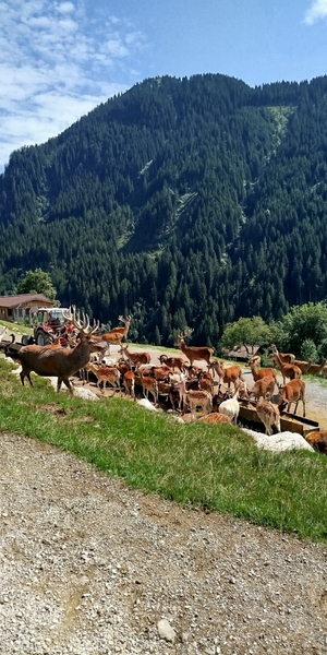 Wildpark Aurach bei Kitzbühel