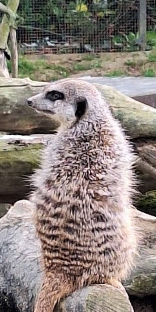 Kölner Zoo in Köln