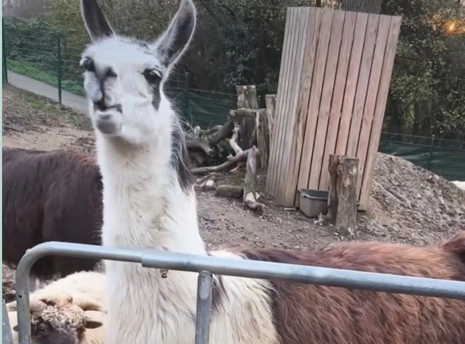 Tierpark Göppingen – Ausflug mit Kindern, Foto 4