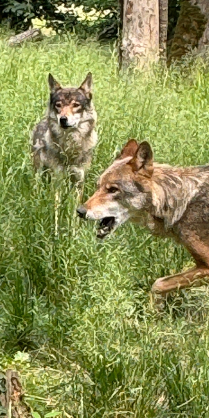 Tierisch nah dran im Wildpark in Isselburg