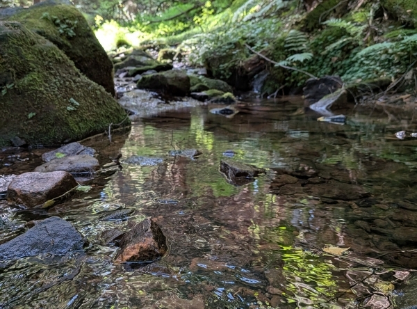 Lochbachklamm in Knüllwald – Ausflug mit Kindern, Foto 2