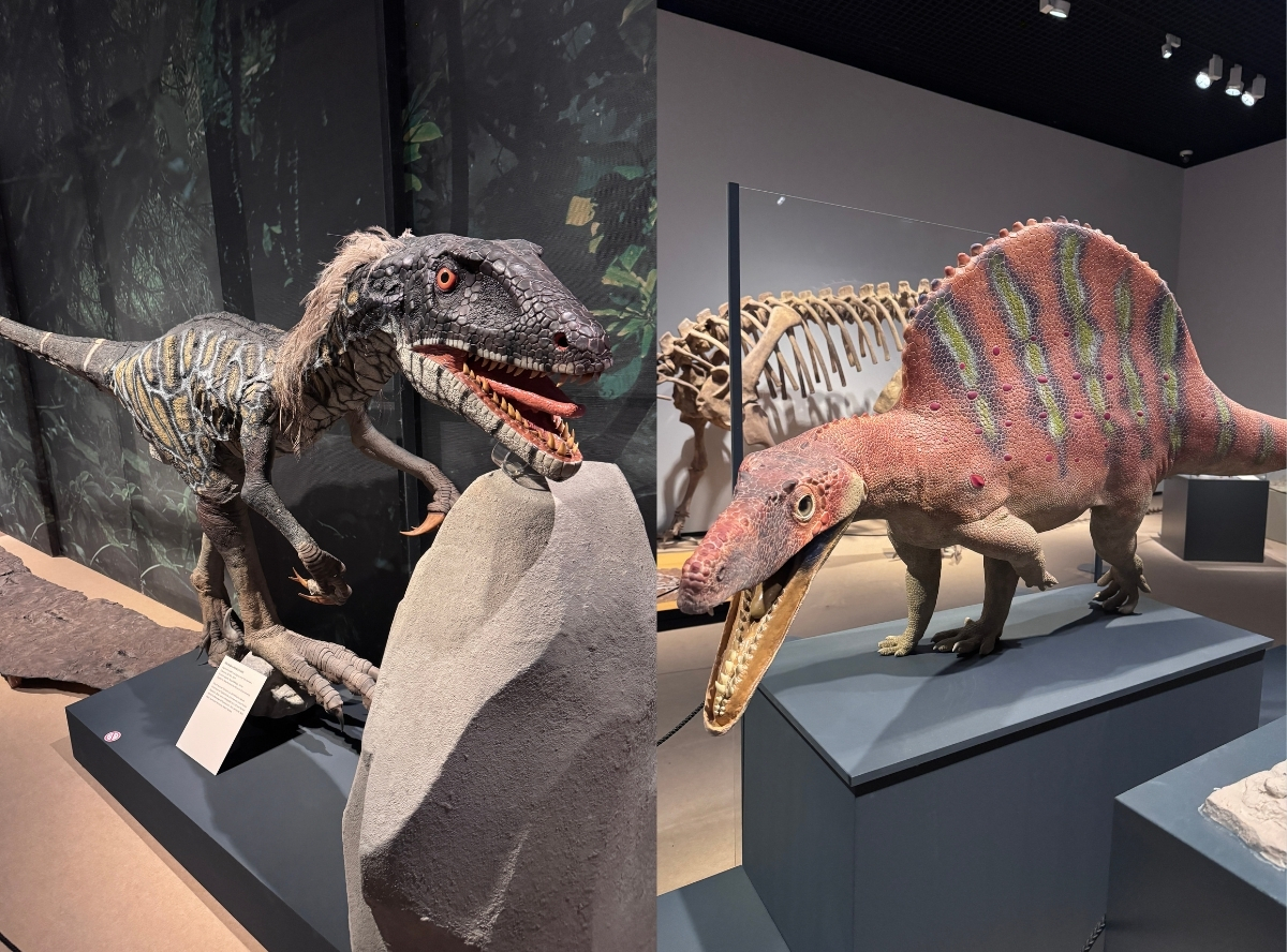 Saurier–Ausstellung im REM Museum – Ausflug mit Kindern, Foto 2