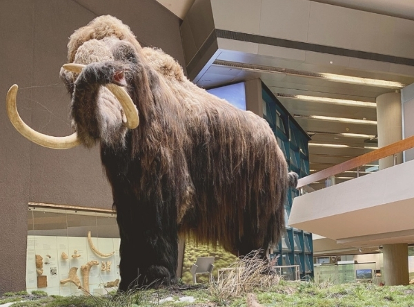 Naturkundemuseum in Stuttgart für Dinofans – Ausflug mit Kindern, Foto 2