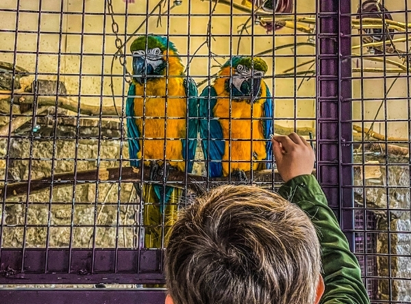 Vogelburg Weilrod – Ausflug mit Kindern, Foto 5