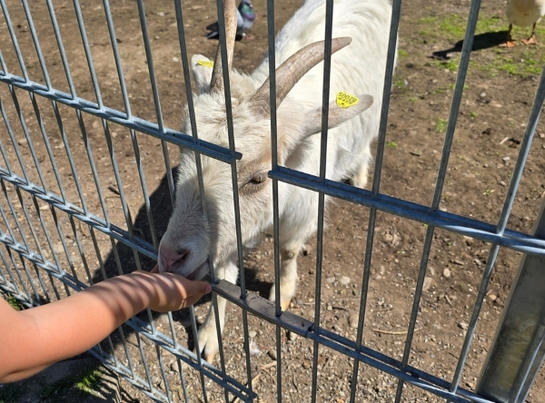 Gasthaus Kiesgrube mit Biergarten – Ausflug mit Kindern, Foto 7