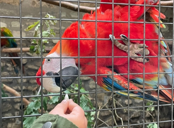 Vogelburg Weilrod – Ausflug mit Kindern, Foto 4