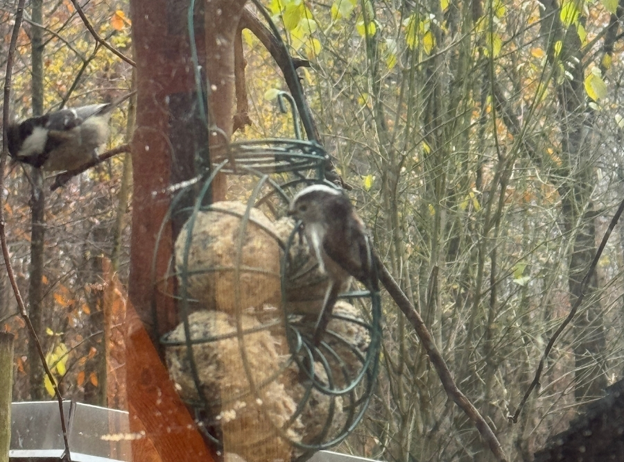 Vogelbeobachtungshaus in Sindelfingen – Ausflug mit Kindern, Foto 2