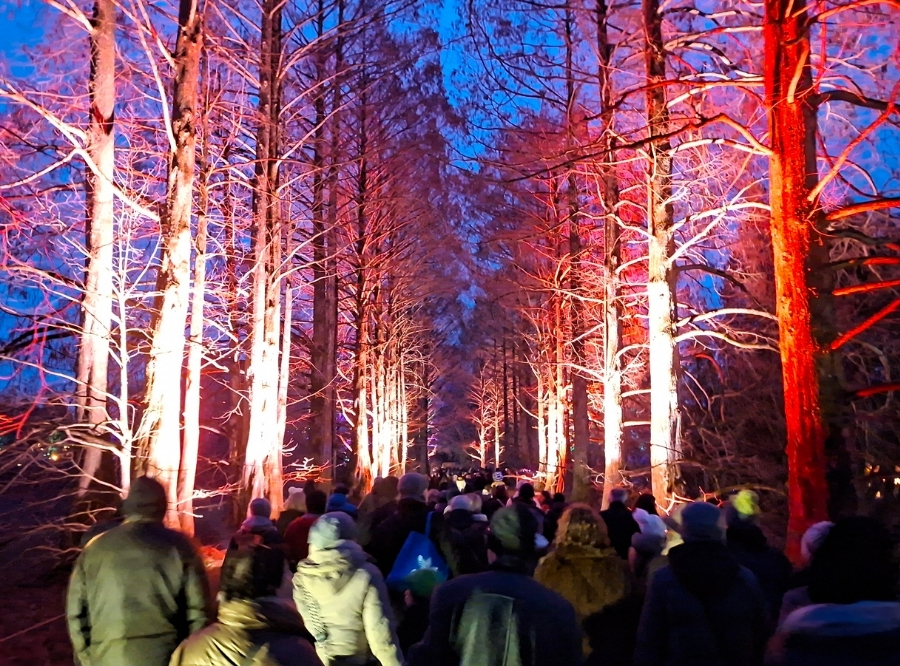 Lichterzauber auf der Insel Mainau – Ausflug mit Kindern, Foto 4