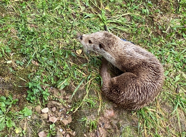 Wildparadies Tripsdrill in Cleebronn – Ausflug mit Kindern, Foto 3