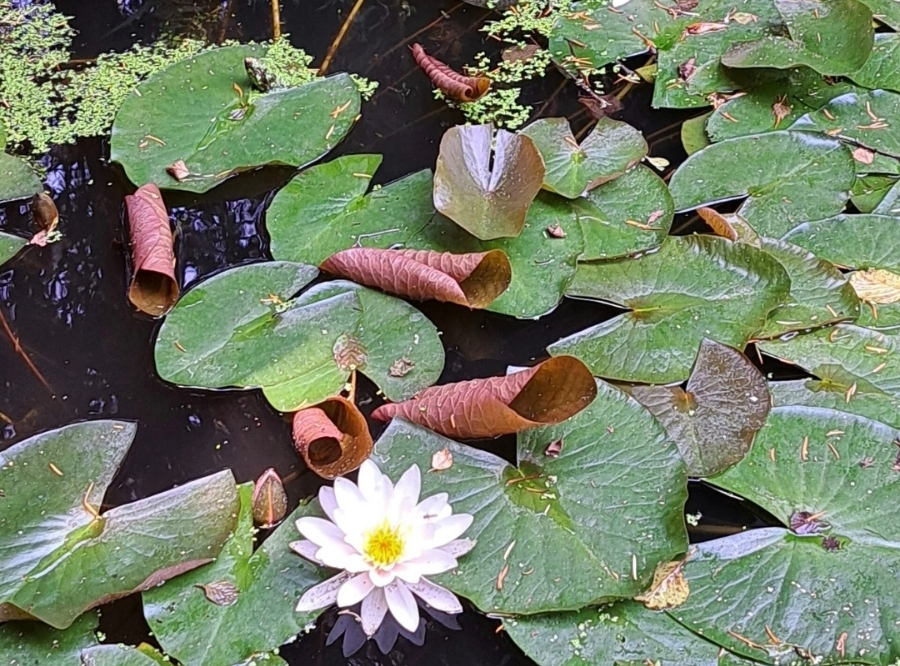 Marzellus Garten – Ein Hauch von Asien mitten in Bayern – Ausflug mit Kindern, Foto 5