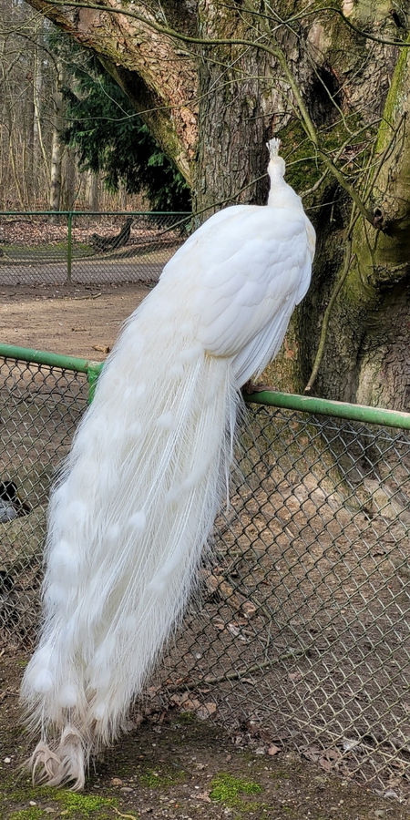 Wildpark Tannenbusch