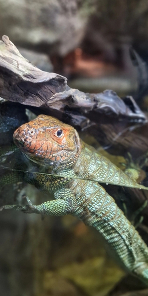 Walter Zoo Gossau