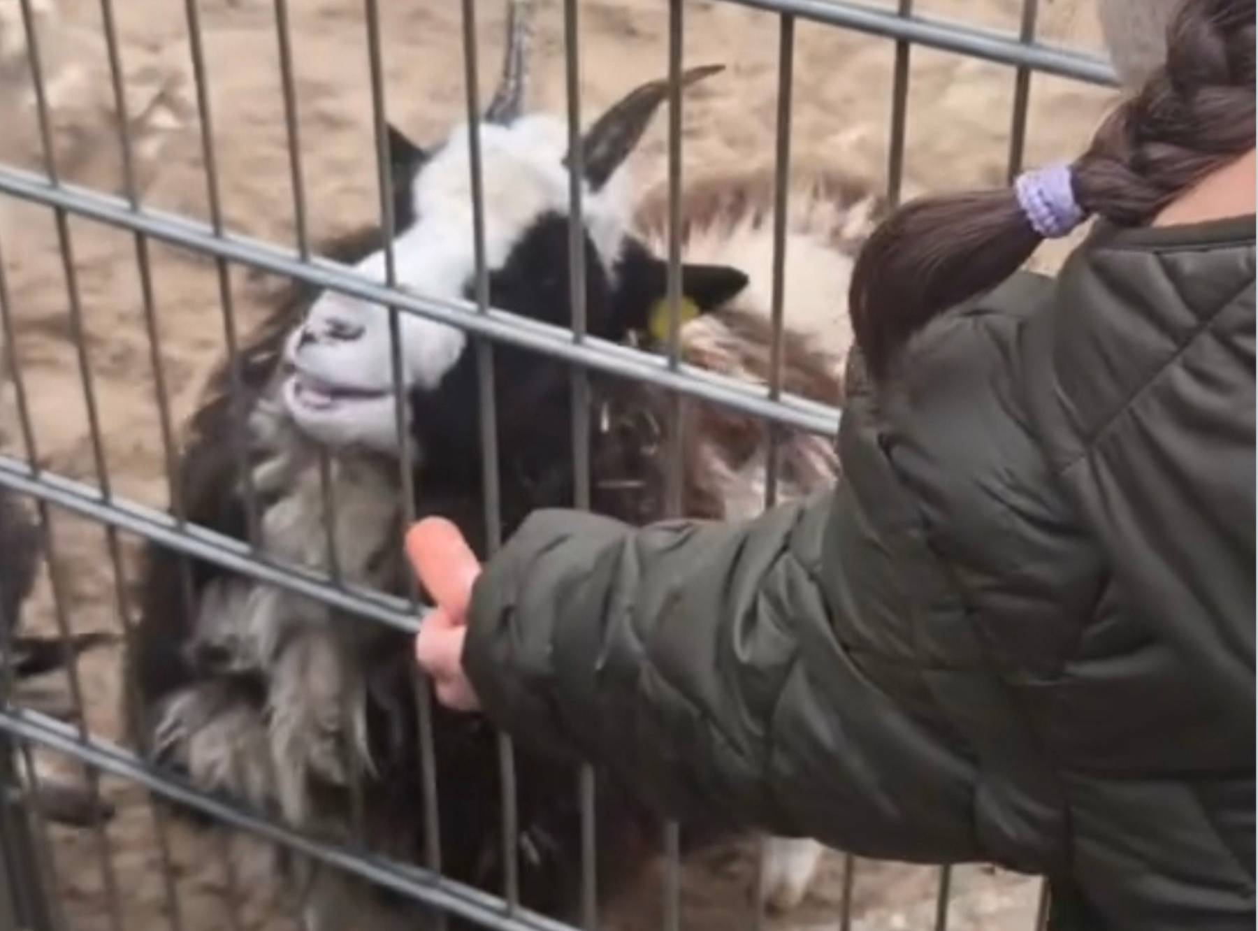 Tierpark Göppingen – Ausflug mit Kindern, Foto 6