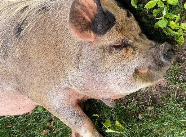 Höhenpark Killesberg in Stuttgart – Ausflug mit Kindern, Foto 8