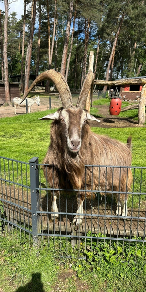 Hochwildpark Rheinland