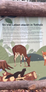 Entdecken und Lernen mitten im Wald