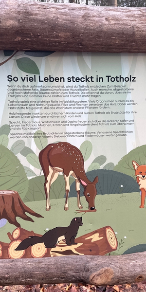 Entdecken und Lernen mitten im Wald