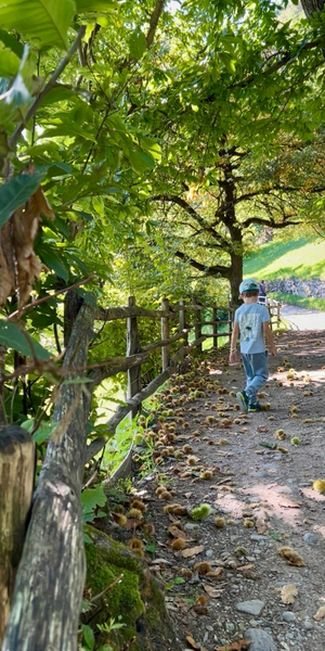 Der Kastanien-Erlebnisweg in Völlan