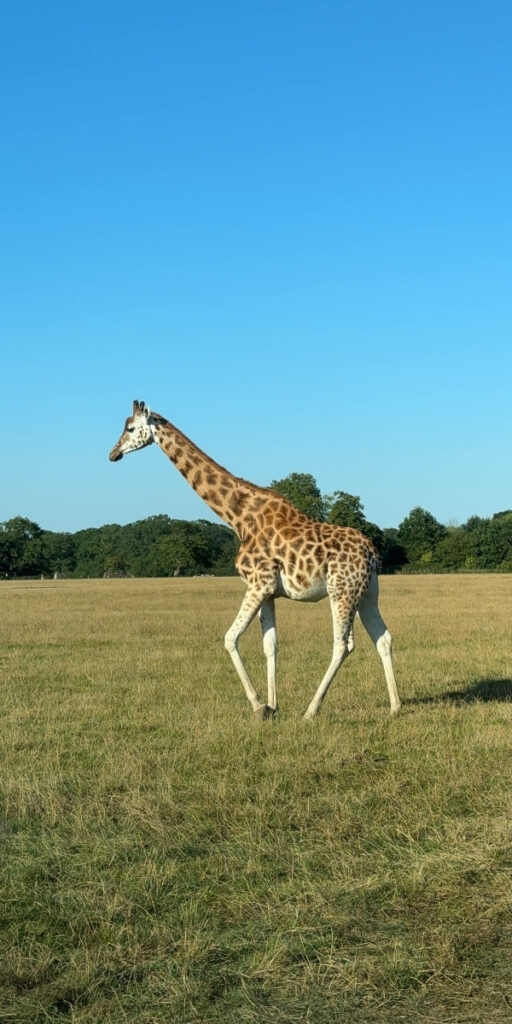 Knuthenborg Safari Park in Maribo