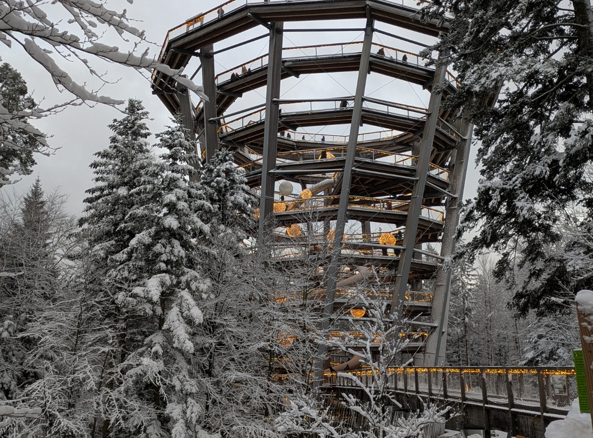 Lichterzauber am Baumwipfelpfad – Ausflug mit Kindern, Foto 2