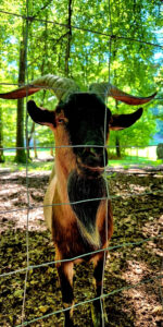 Wildpark Tannenbühl