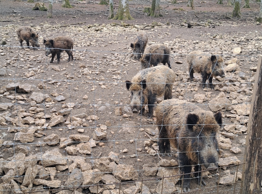 Tiere, Wald & Abenteuer in Laichingen – Ausflug mit Kindern, Foto 7